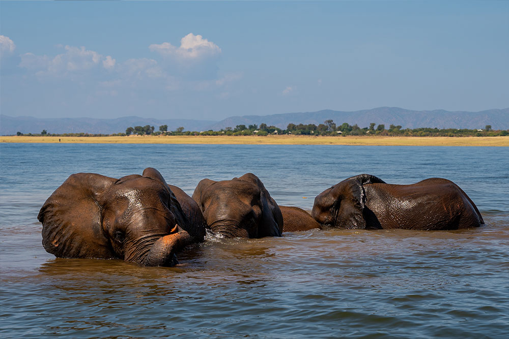 Elephants playing in the waters of Lake Kariba