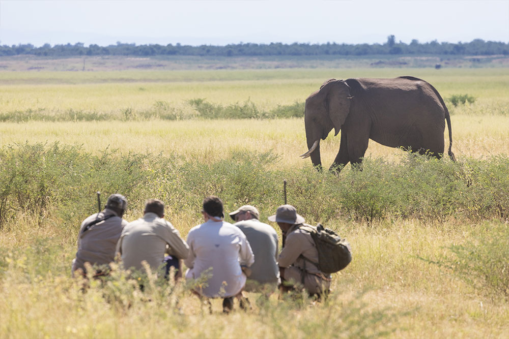 Seeing wildlife up close on a walking safari