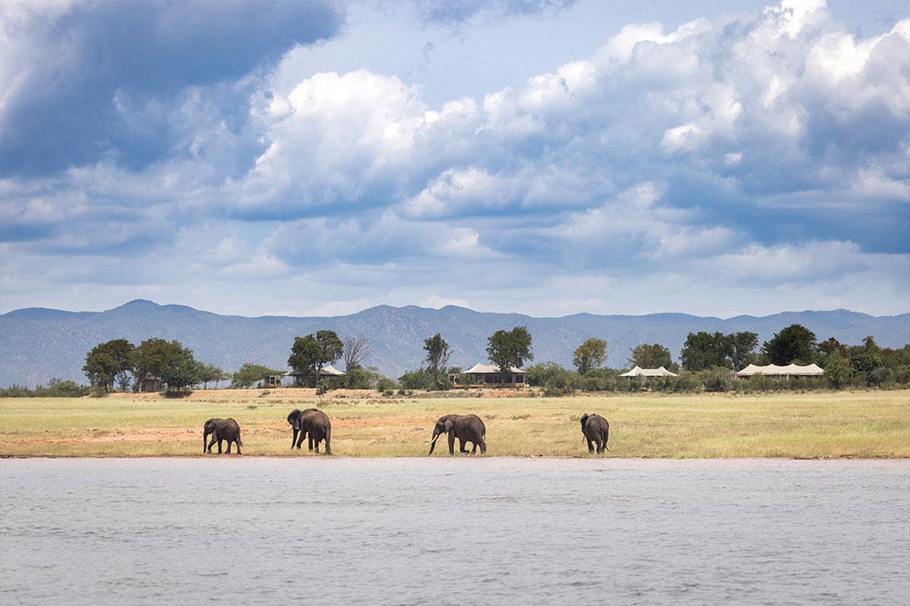 Elephants on the banks of Lake Kariba