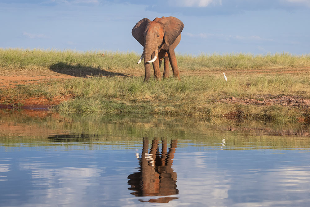 Elephant on the banks of Lake Kariba
