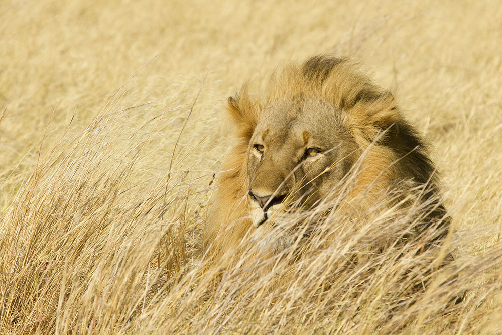 Lions of Matusadona National Park