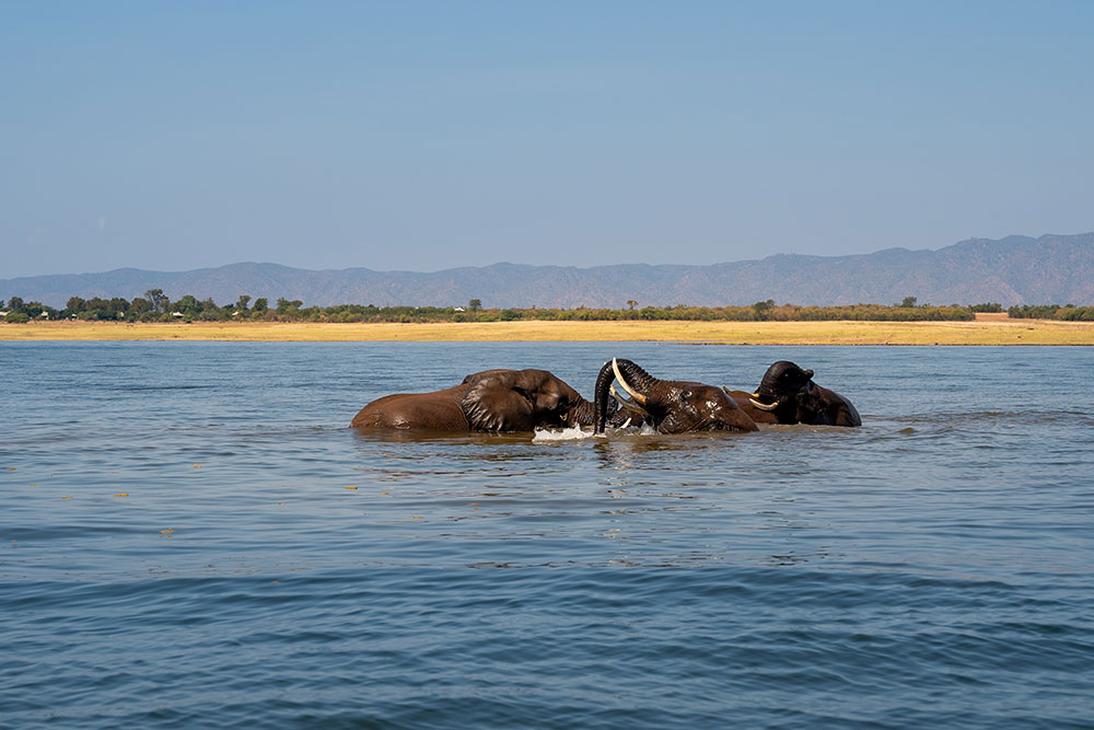 Elephants playing in Lake Kariba
